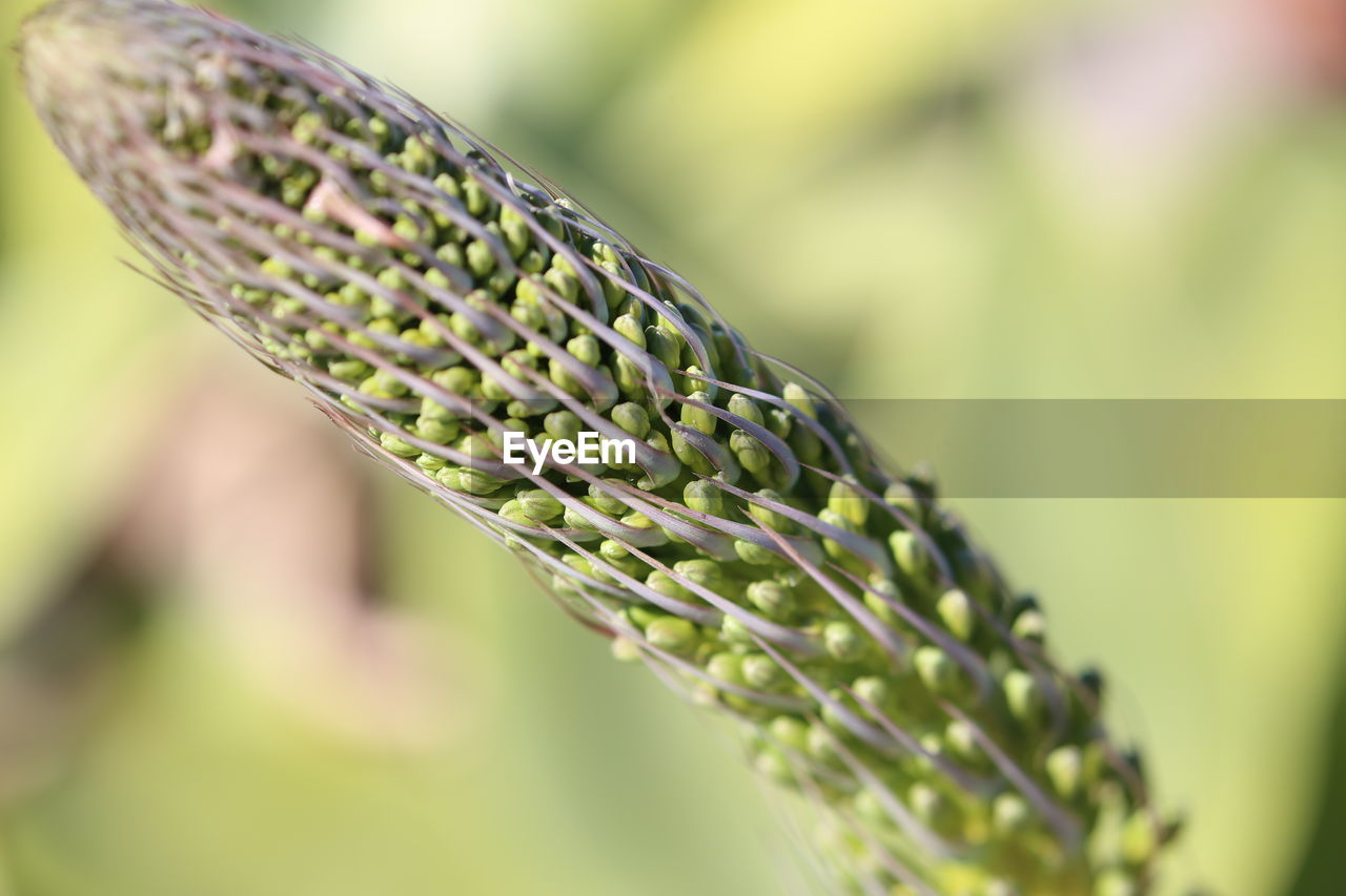 Close-up of fresh green plant