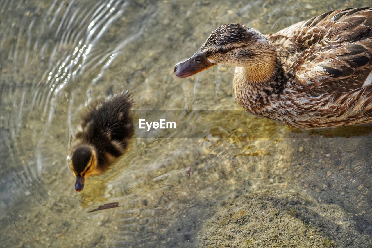 Close-up of duck swimming in lake