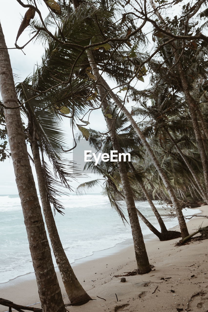 CLOSE-UP OF PALM TREE AT BEACH