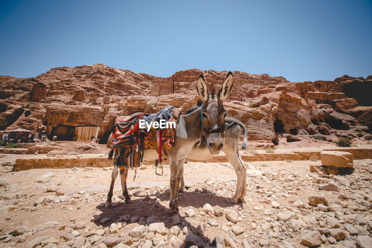 Donkeys against old ruins at desert