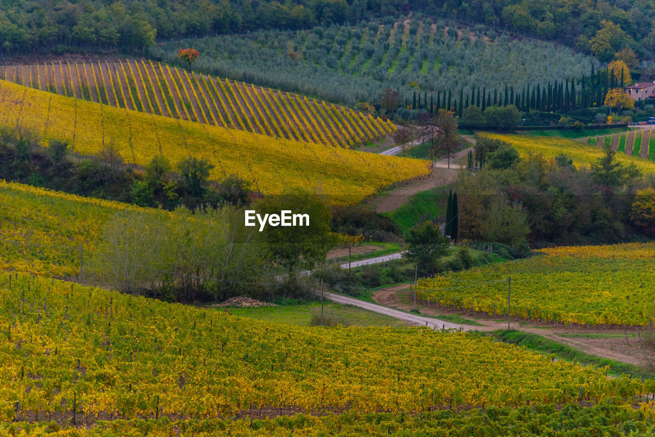 Scenic view of agricultural field during autumn