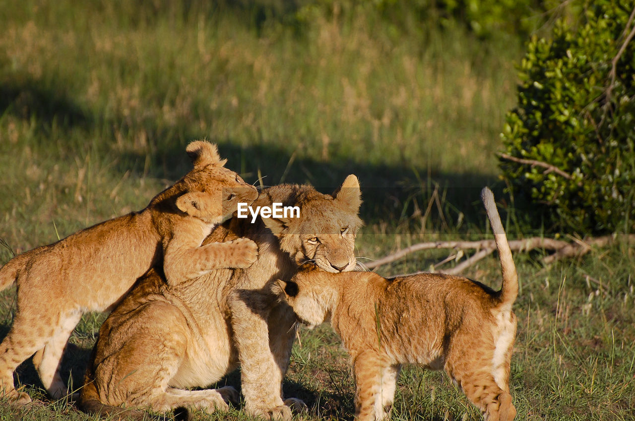 Lioness playing with cubs on grassy field