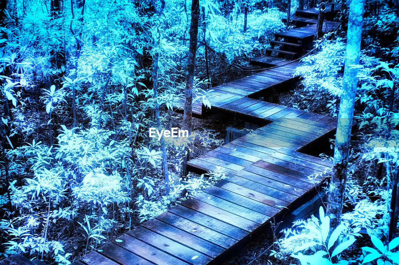 HIGH ANGLE VIEW OF FOOTBRIDGE OVER TREES IN FOREST