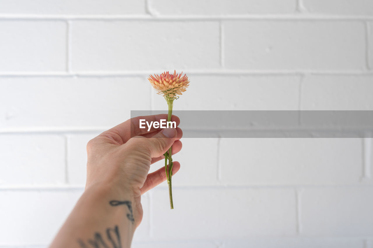 Cropped hand holding flower against wall