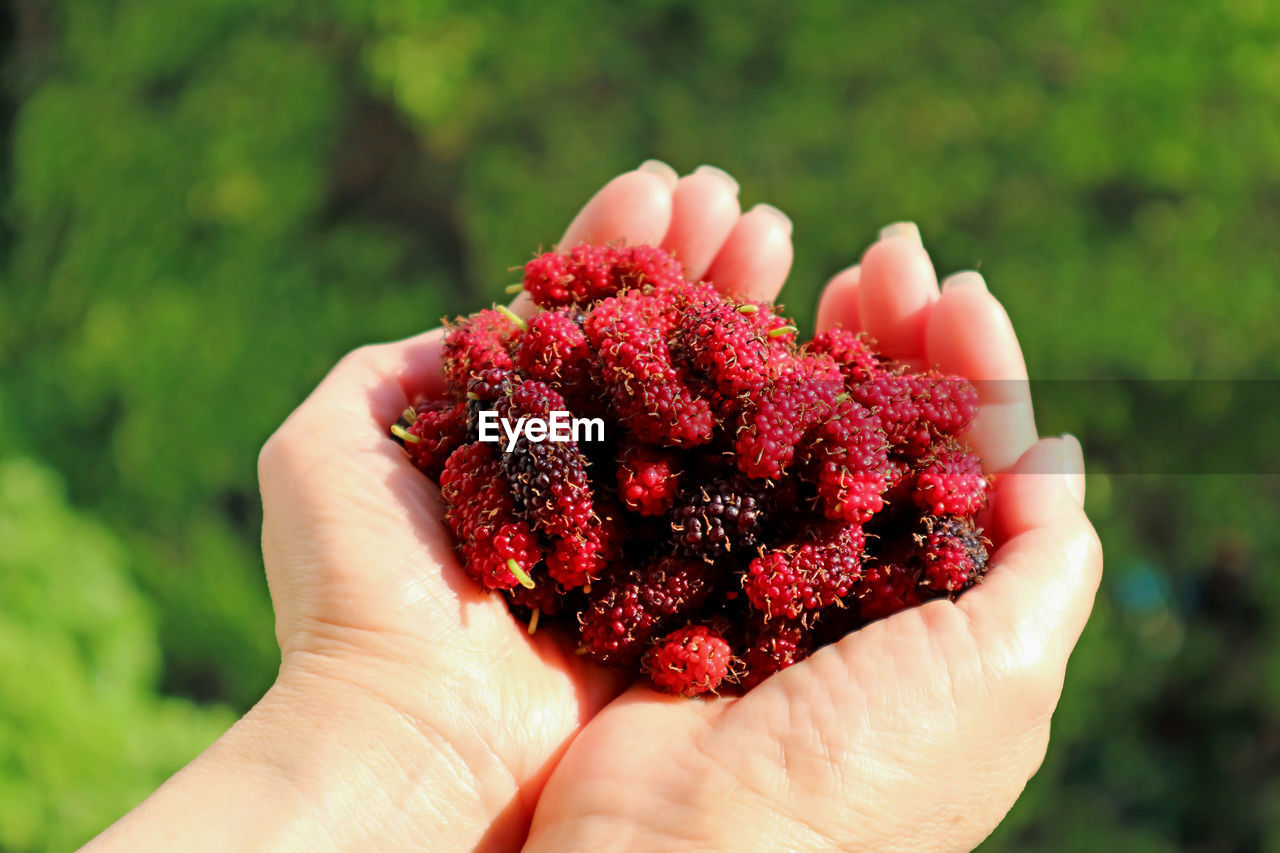 Woman's hands filled with fresh picked mulberry fruits