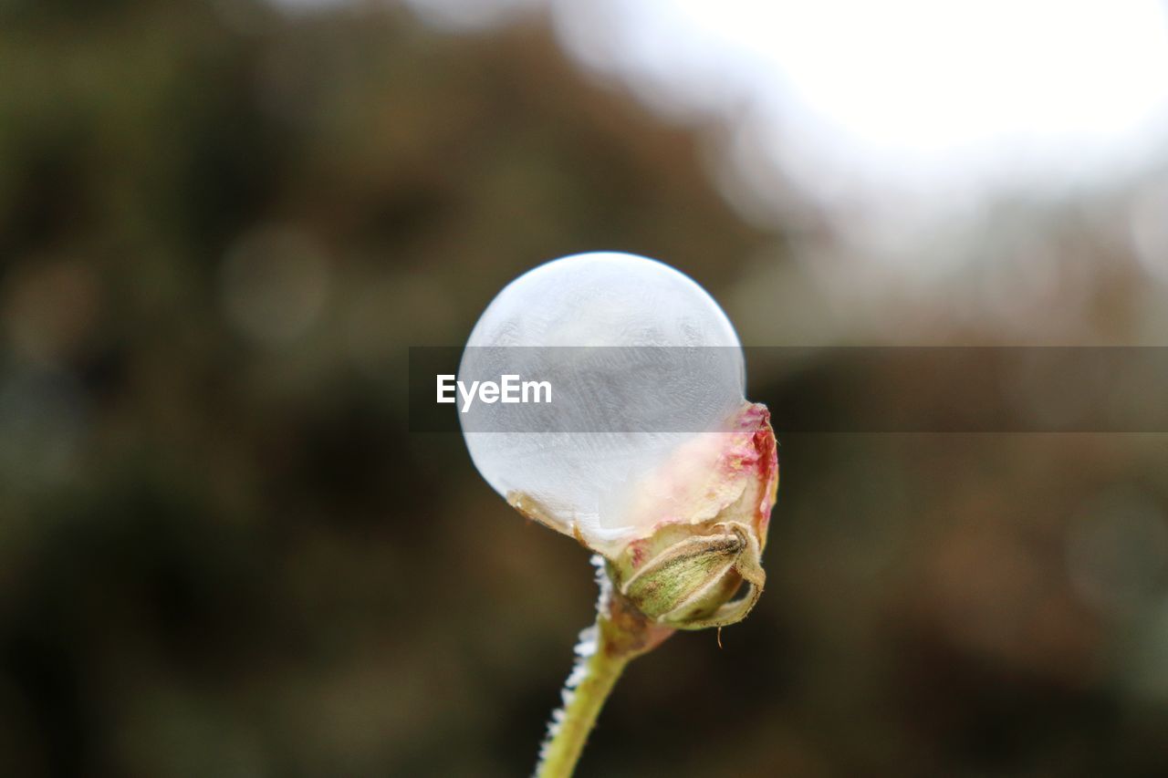 Close-up of frozen bubble on rose