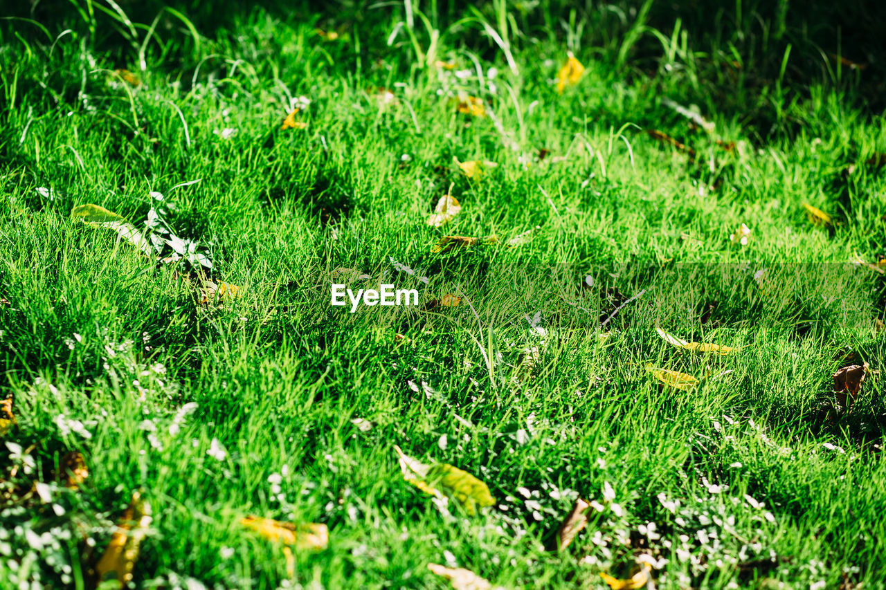 VIEW OF SHEEP ON GRASS