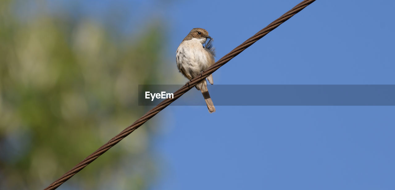 bird, animal themes, animal, animal wildlife, wildlife, one animal, perching, nature, no people, branch, focus on foreground, day, blue, beak, sky, clear sky, outdoors, copy space, sunny