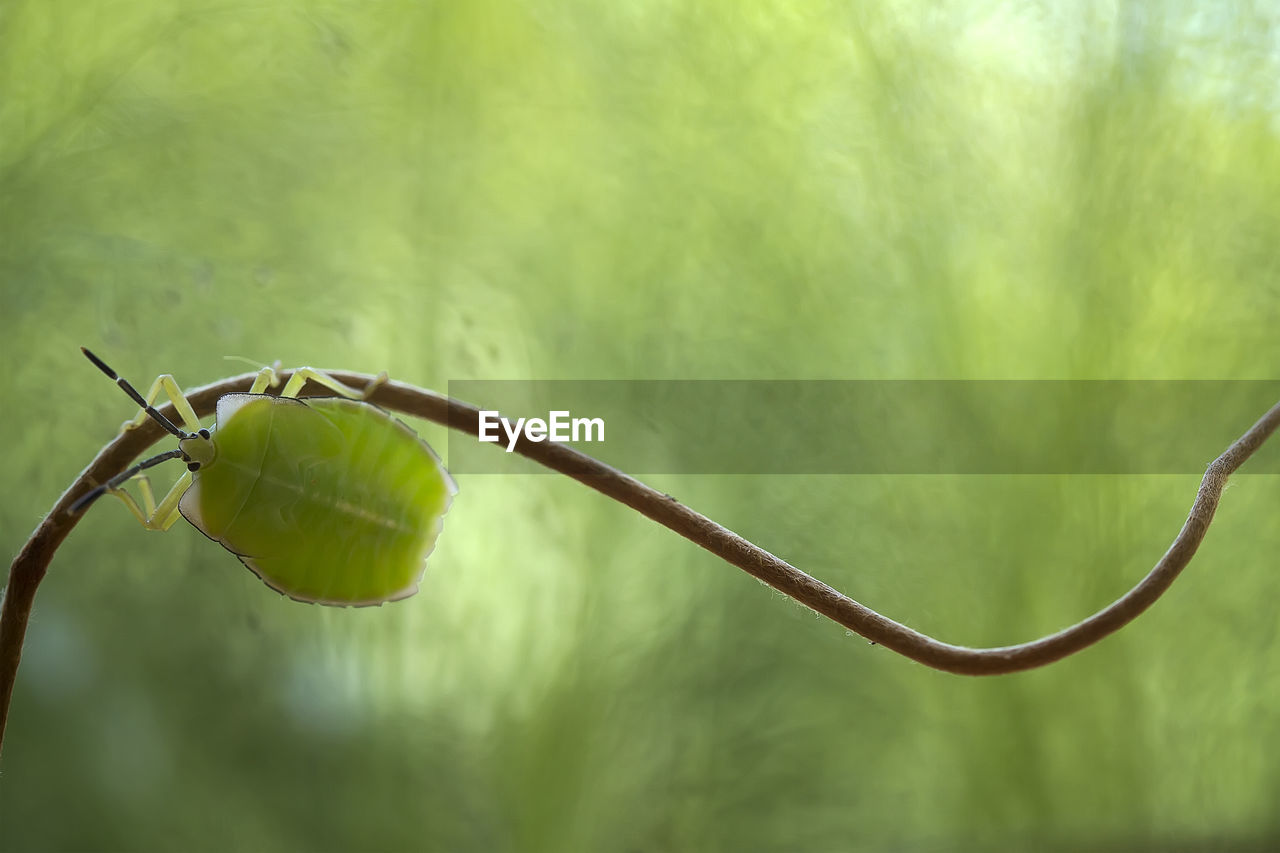 Shield bug on unique tendril