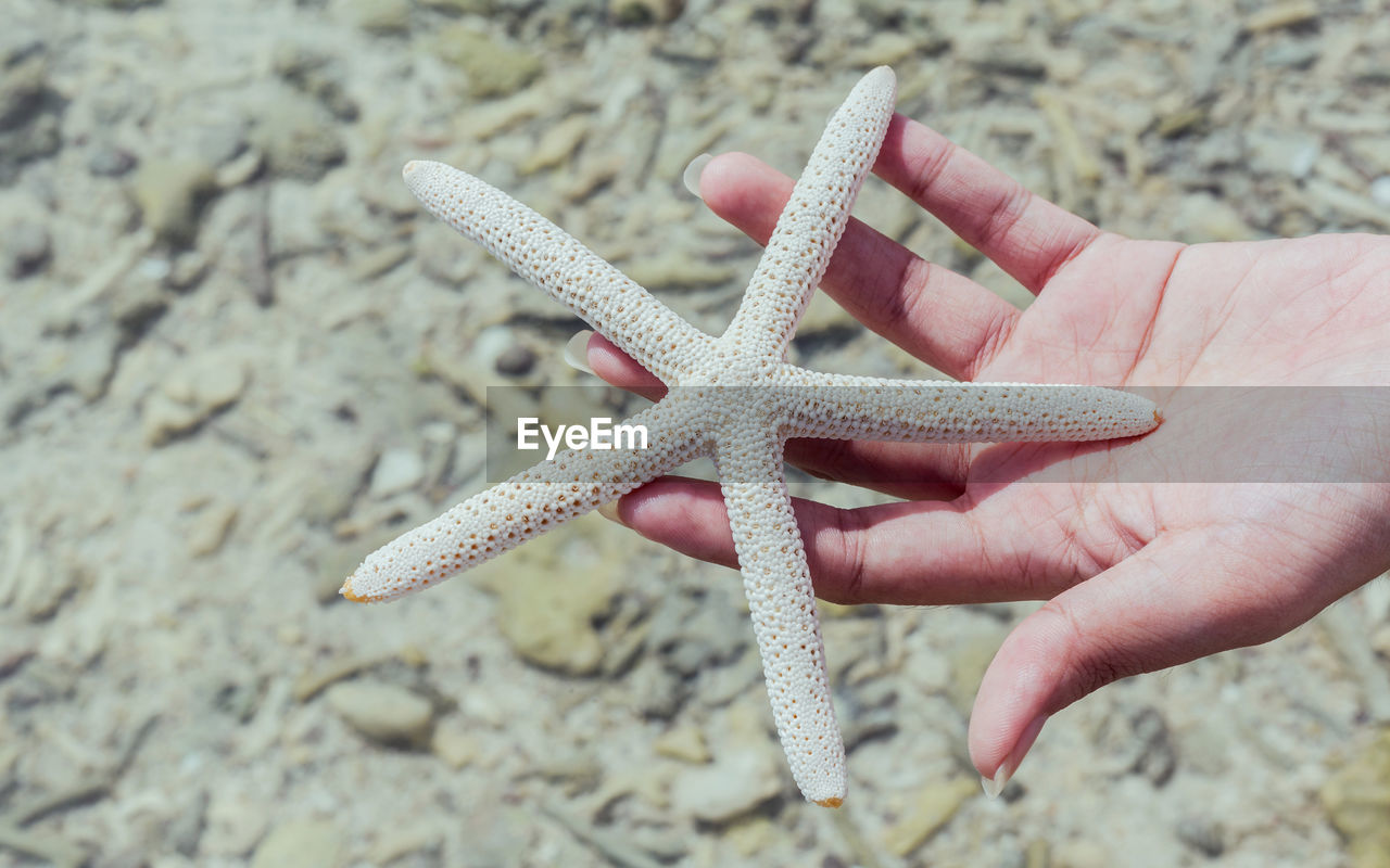 Close-up of cropped hand holding starfish at beach