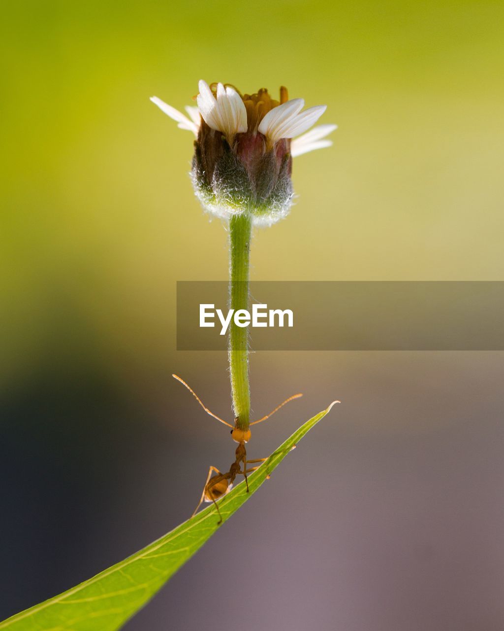 Close-up of insect on red flower