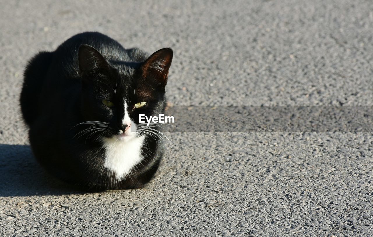 Portrait of cat sitting on road