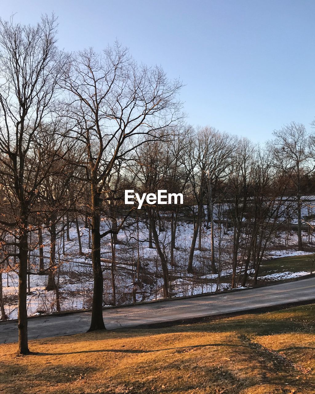 BARE TREES ON SNOWY LANDSCAPE