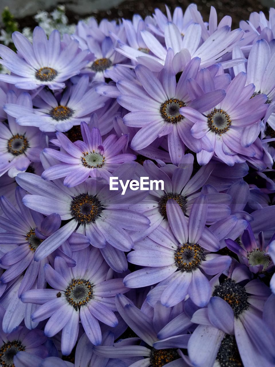 CLOSE UP OF PURPLE FLOWERS