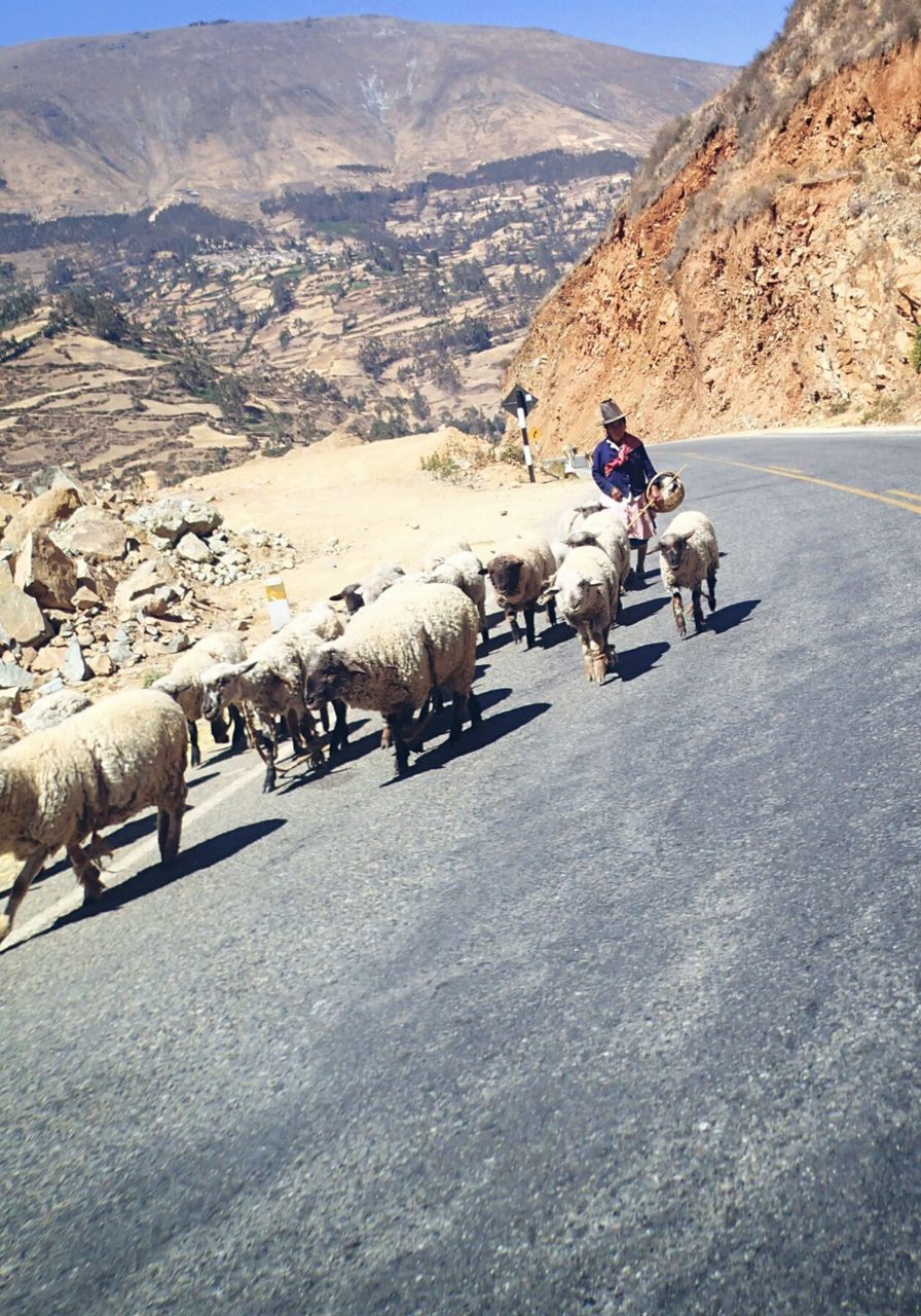 Shepherd walking with sheep on road