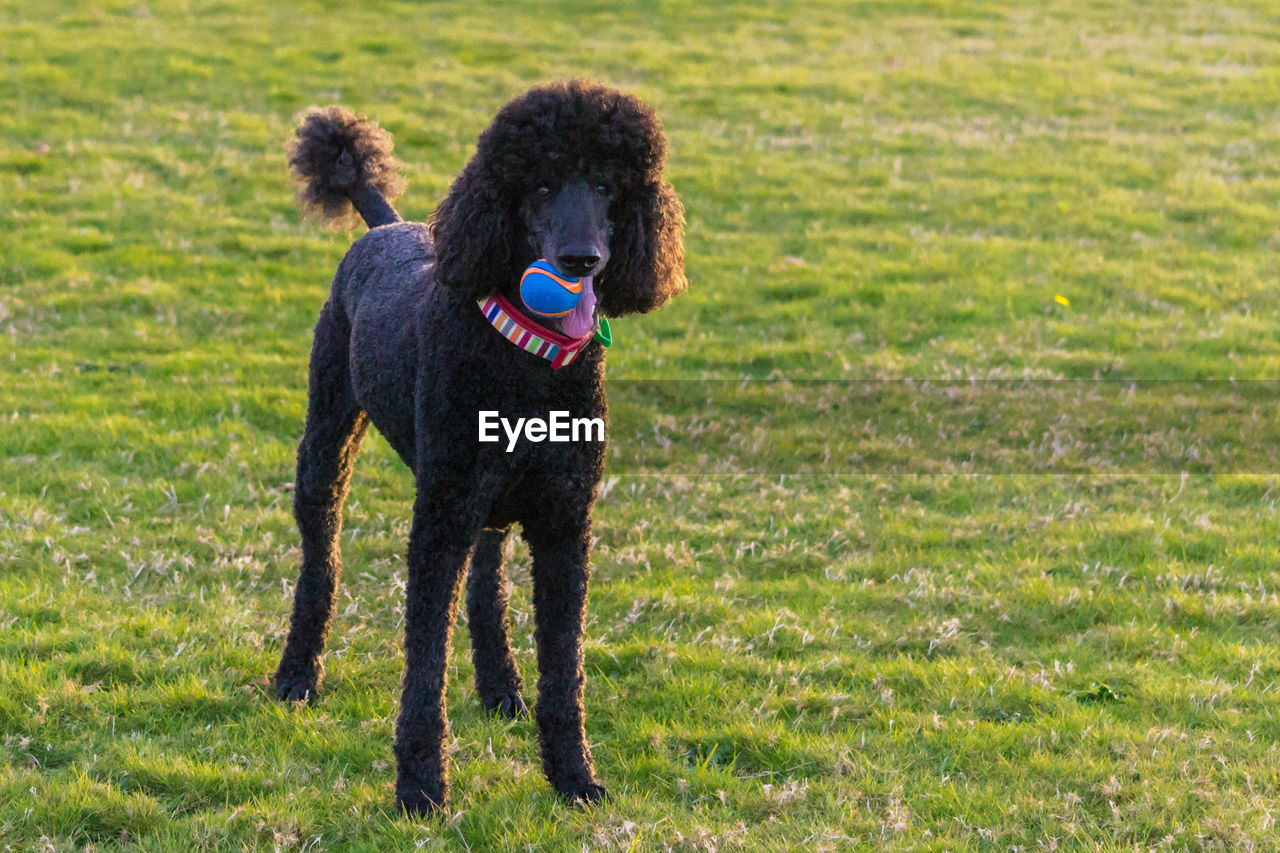 side view of dog standing on grassy field