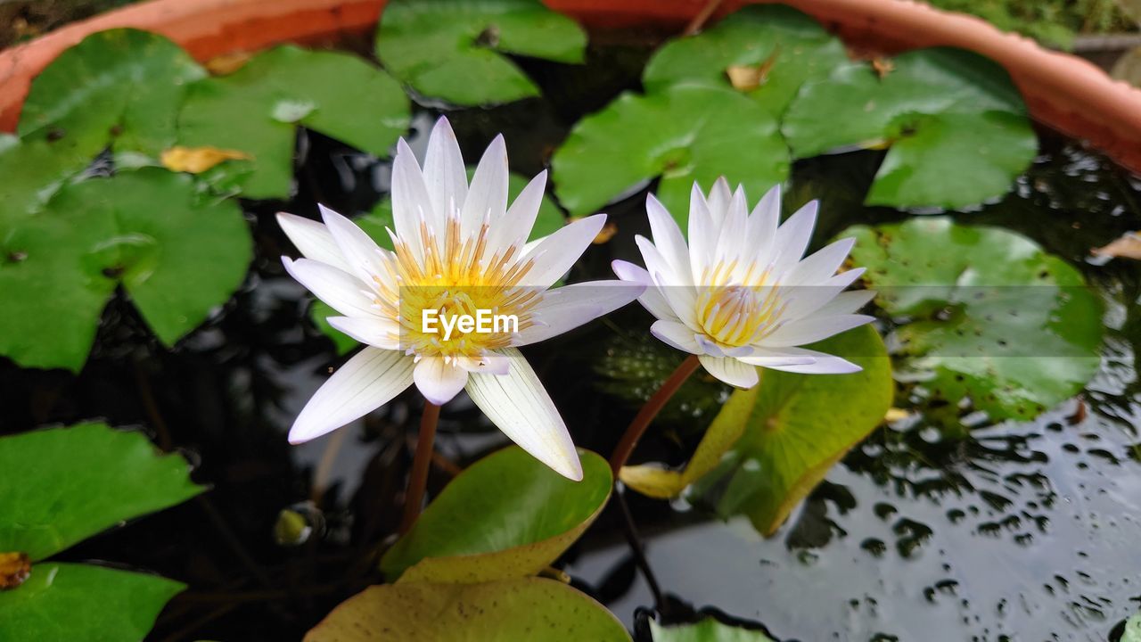 flower, flowering plant, plant, freshness, water, water lily, beauty in nature, leaf, nature, lake, plant part, petal, aquatic plant, floating, floating on water, flower head, close-up, growth, fragility, inflorescence, lily, green, yellow, lotus water lily, outdoors, high angle view, day, pollen, white, blossom, springtime, wildflower