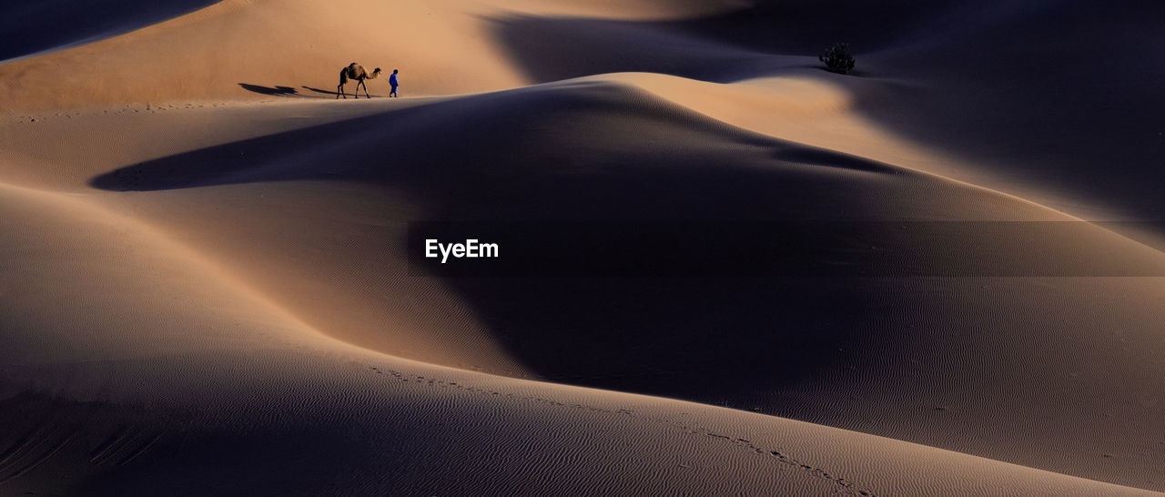 Person with camel walking on desert