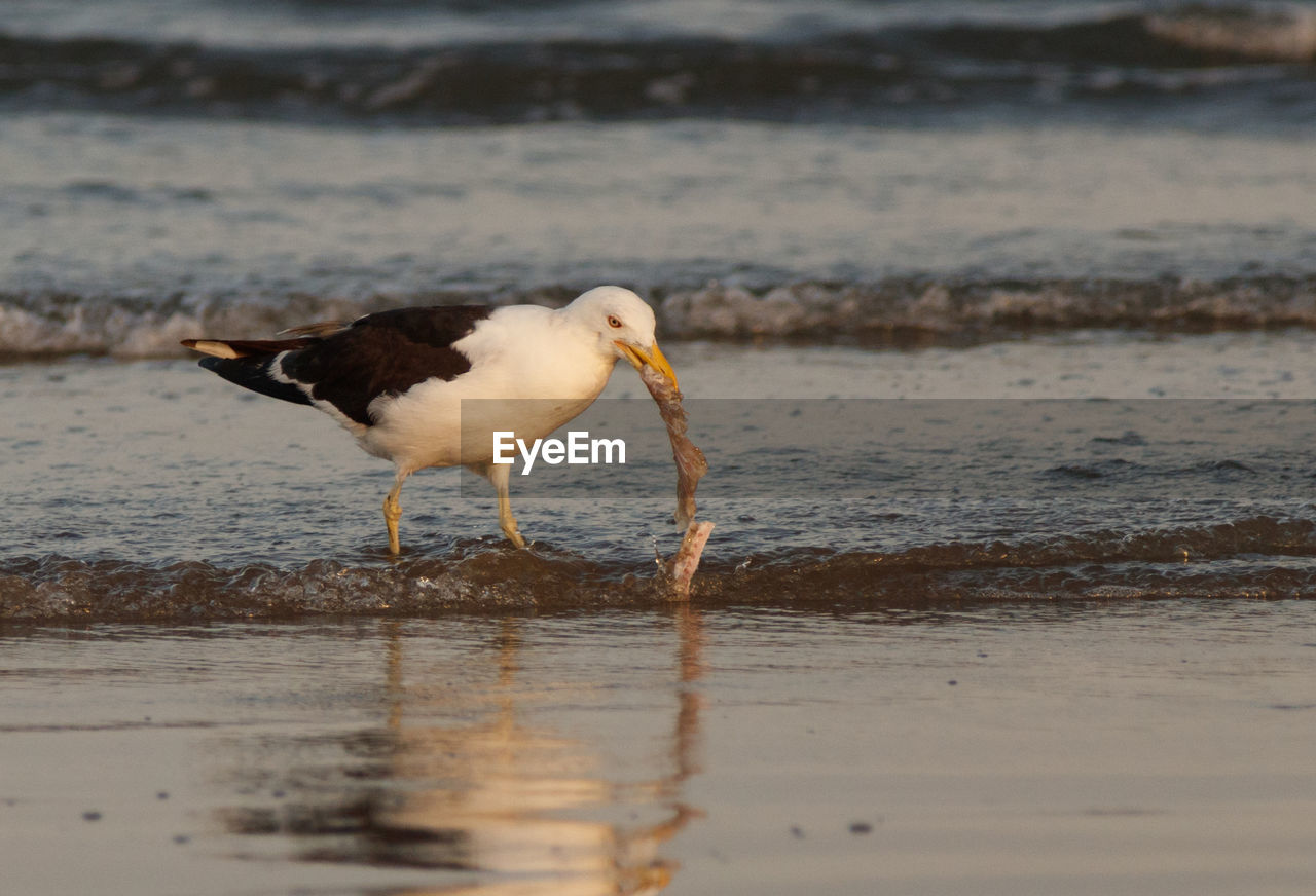 CLOSE-UP OF BIRD AT BEACH