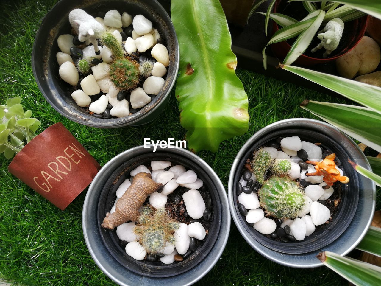 HIGH ANGLE VIEW OF MUSHROOMS GROWING IN BOWL OF GREEN PLANTS