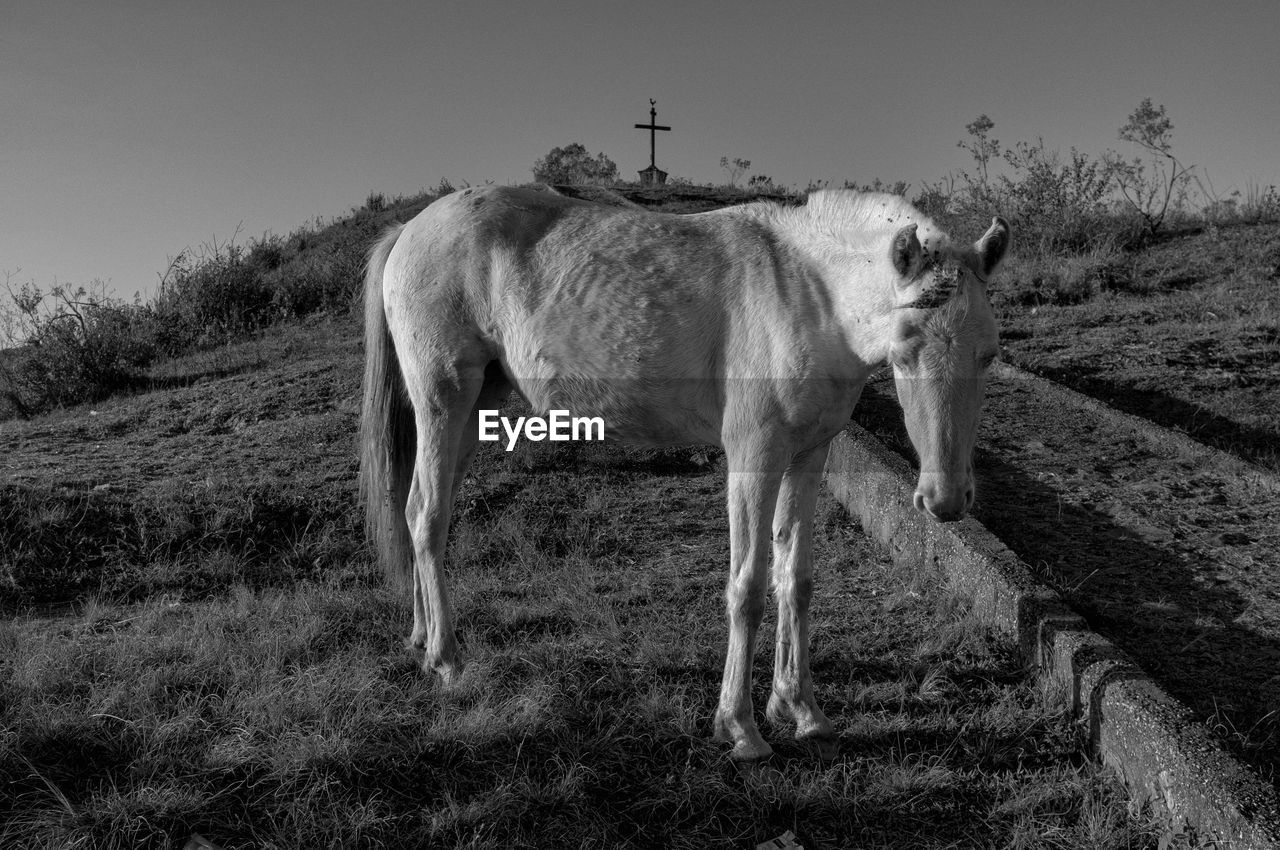 A horse grazes atop a hill in the scenic colonial village of ouro preto in minas gerais, brazil.