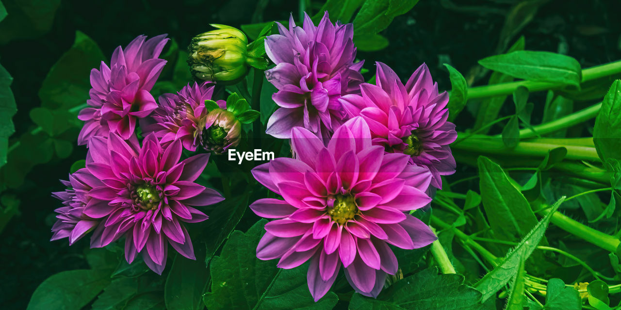 Summertime garden with pink dahlias blooming