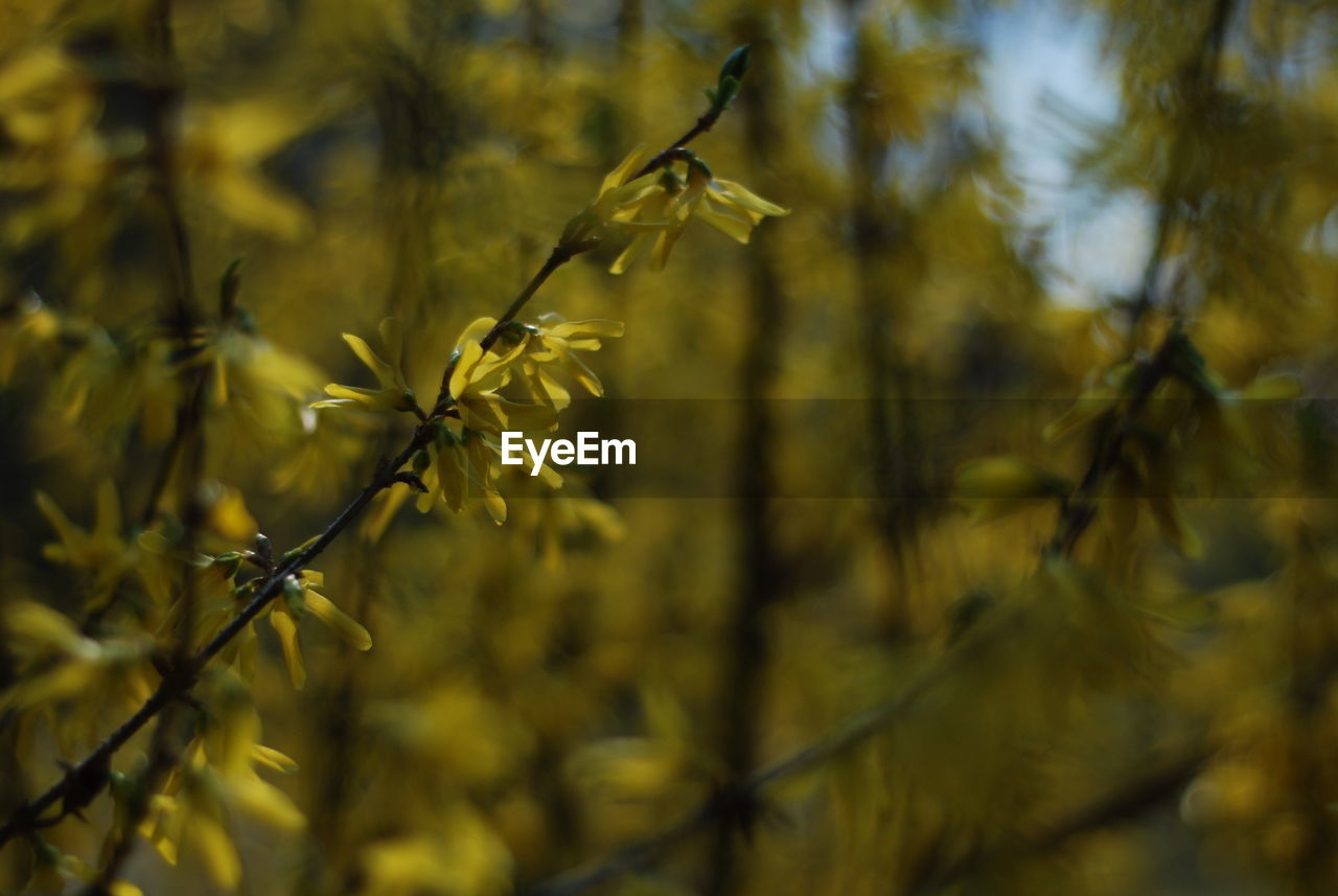 Close-up of flowering plants against blurred background