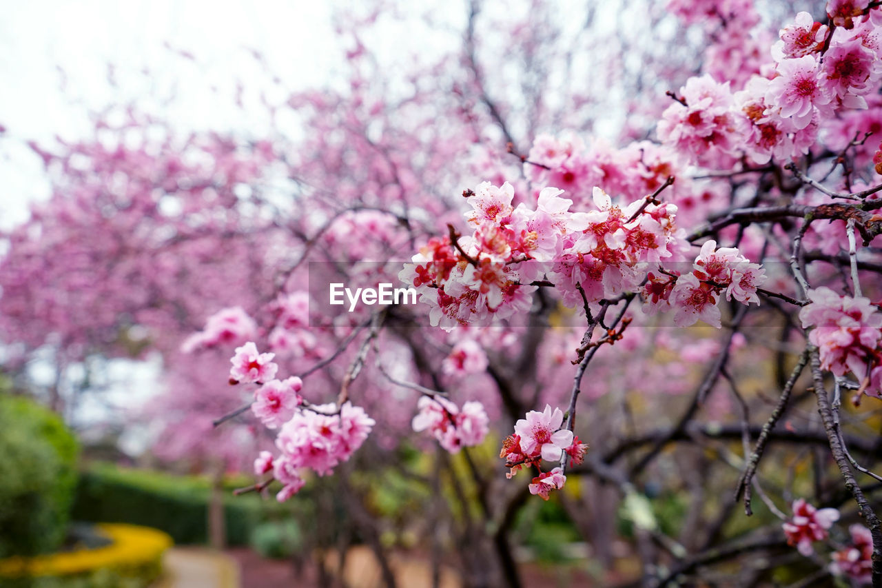 Close-up of flower trees