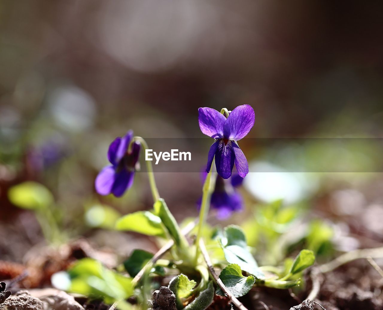 Close-up of purple flowers