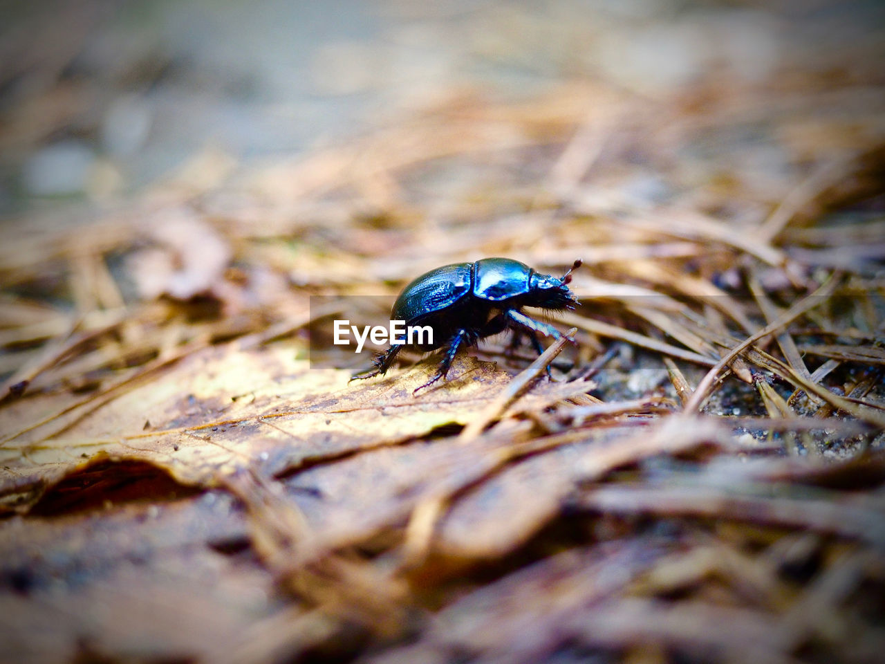 HIGH ANGLE VIEW OF INSECT ON FIELD