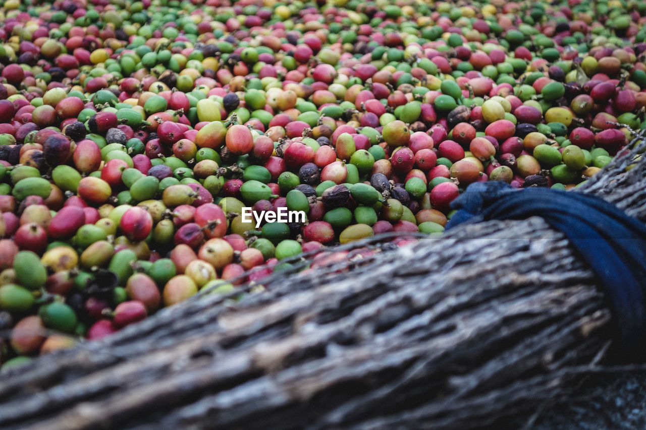 Close-up of multi colored fruits