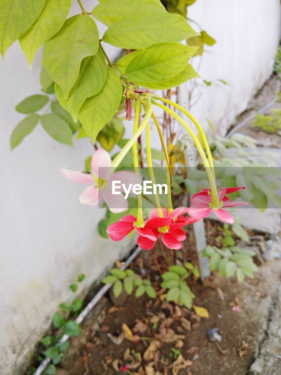 CLOSE-UP OF PINK FLOWERS