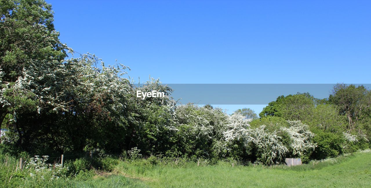 TREES ON GRASSY FIELD AGAINST BLUE SKY