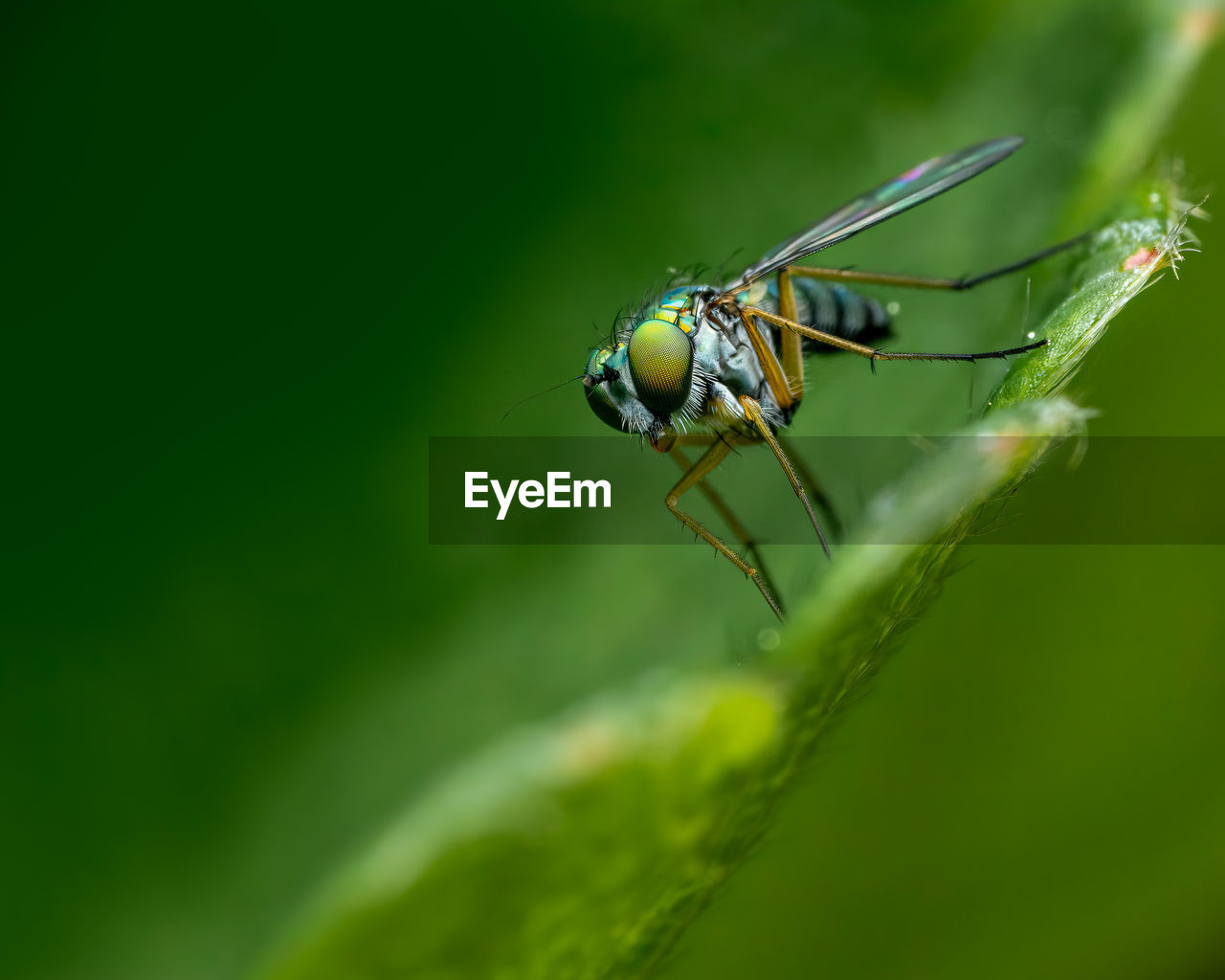 Close-up of insect on leaf