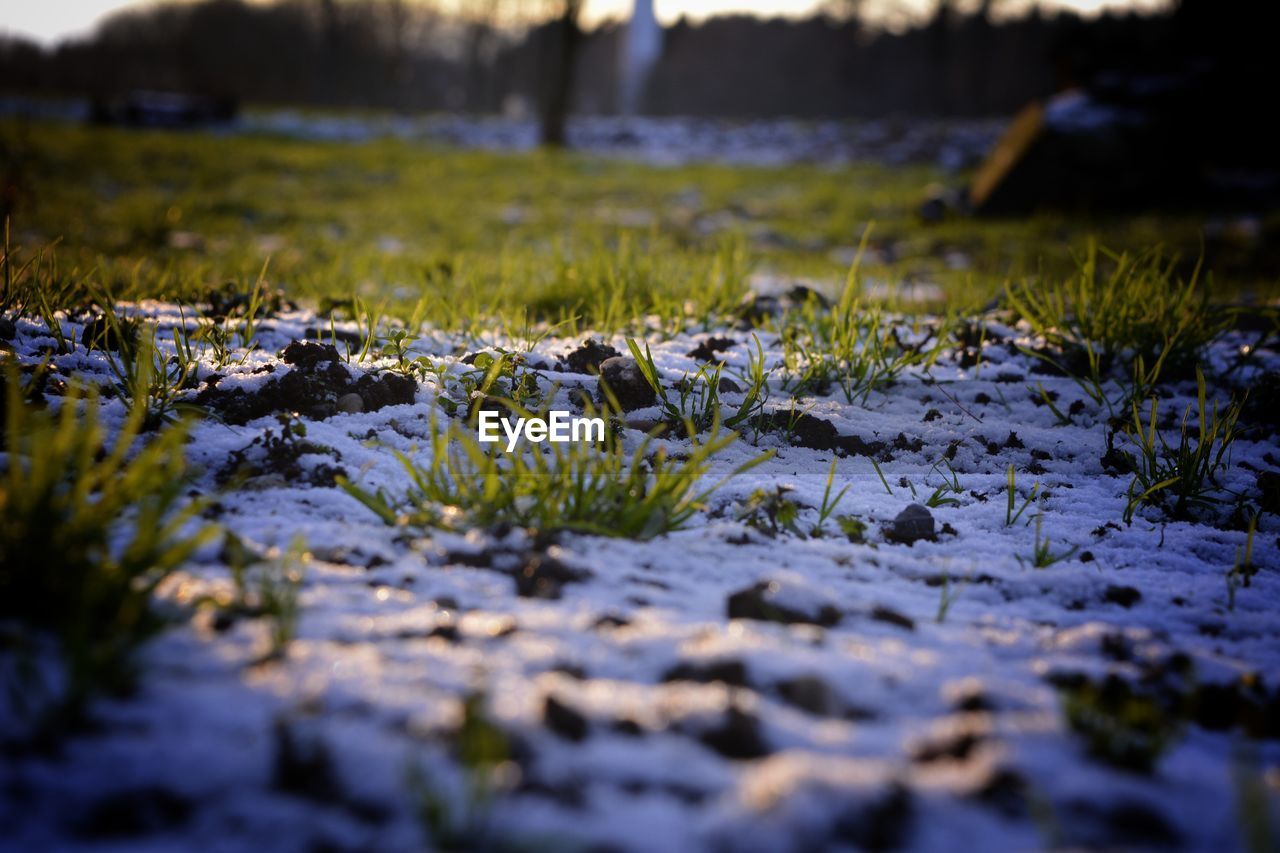 Close-up of mushrooms growing on field