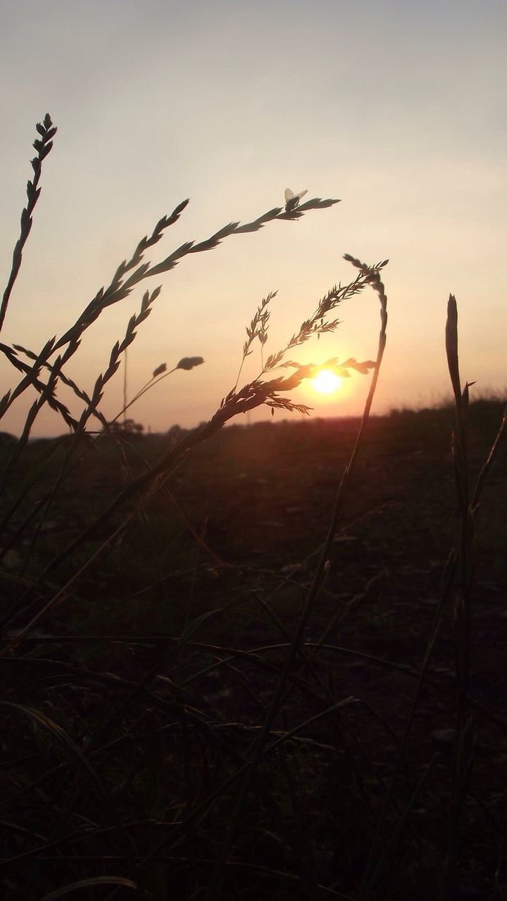 SILHOUETTE OF TREES ON FIELD AGAINST SKY