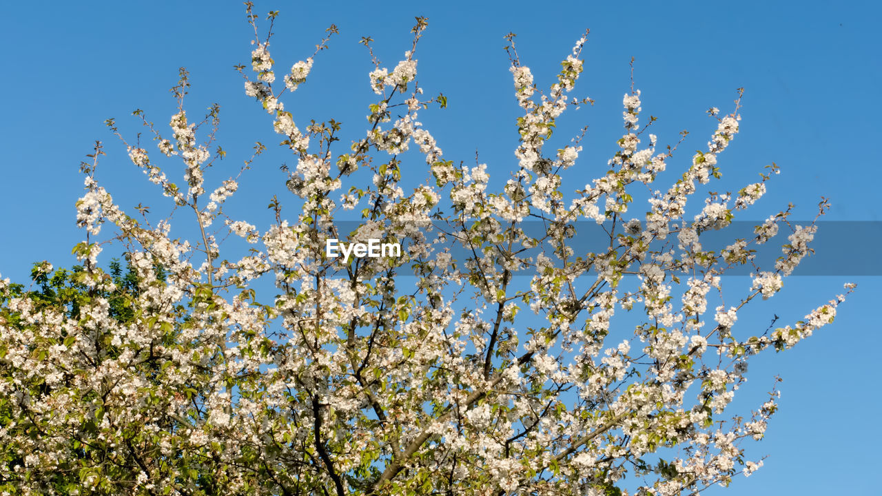 Low angle view of cherry blossoms against blue sky