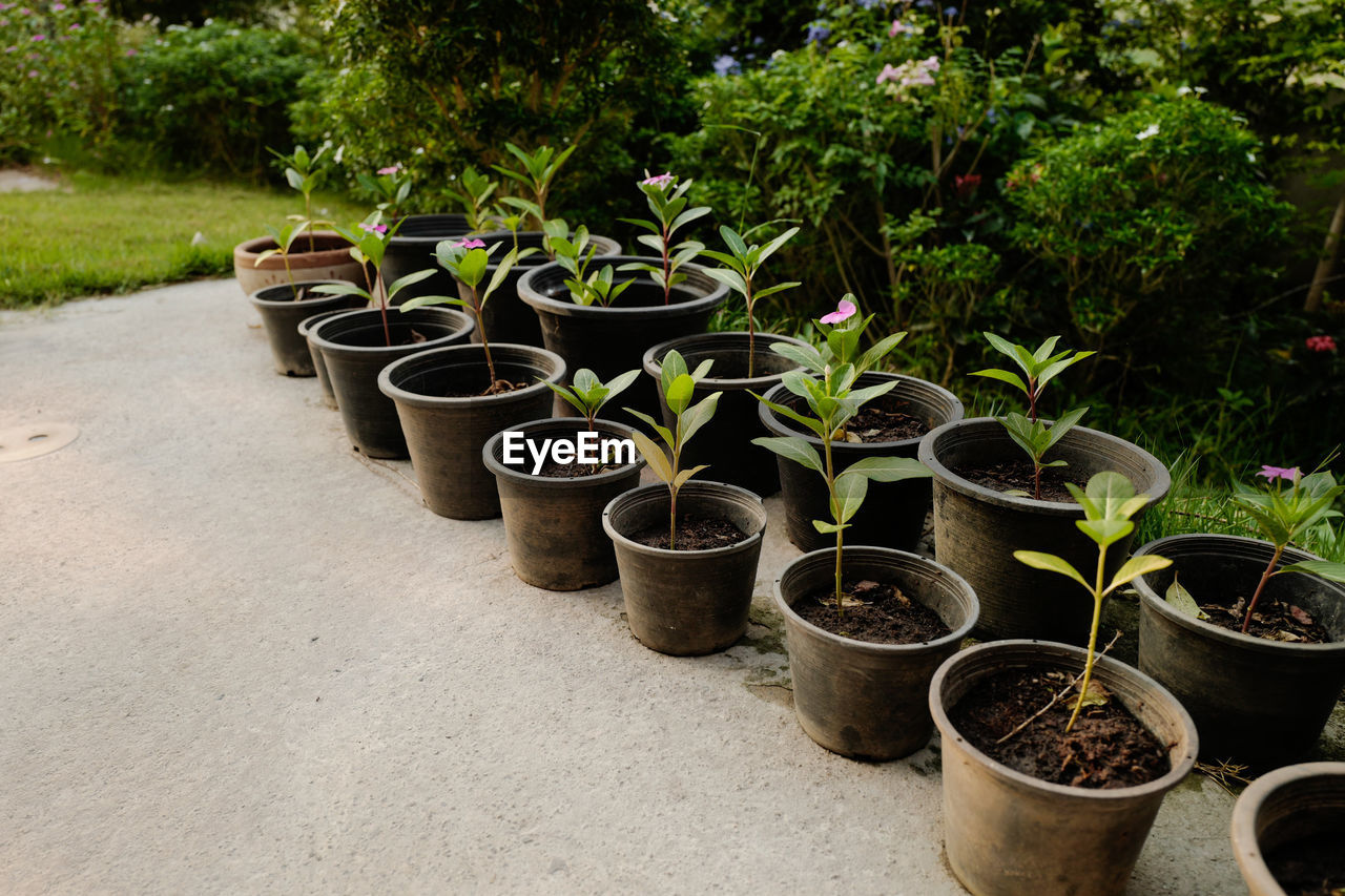 POTTED PLANTS IN A ROW