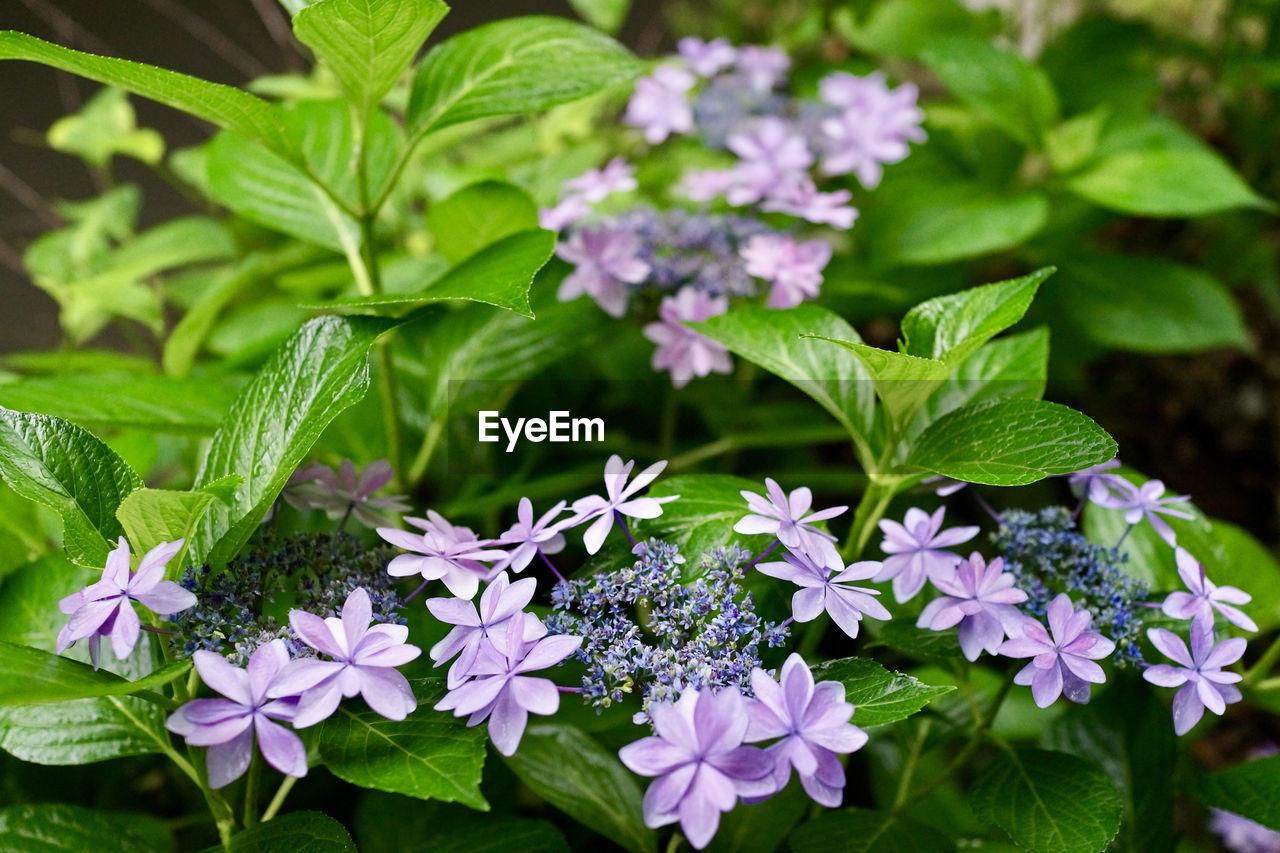 Close-up of purple flowering plants