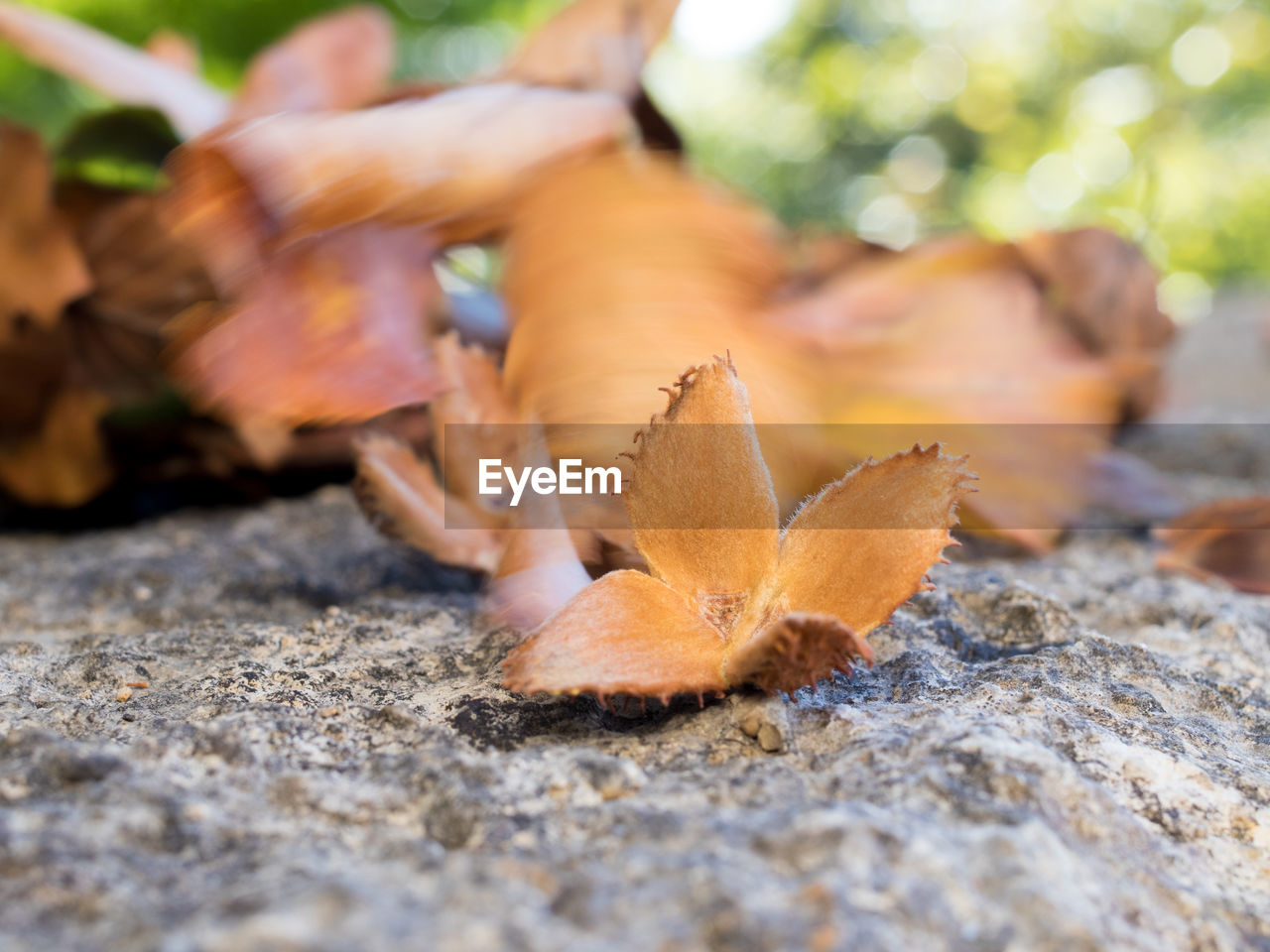 SURFACE LEVEL OF FALLEN DRY LEAVES