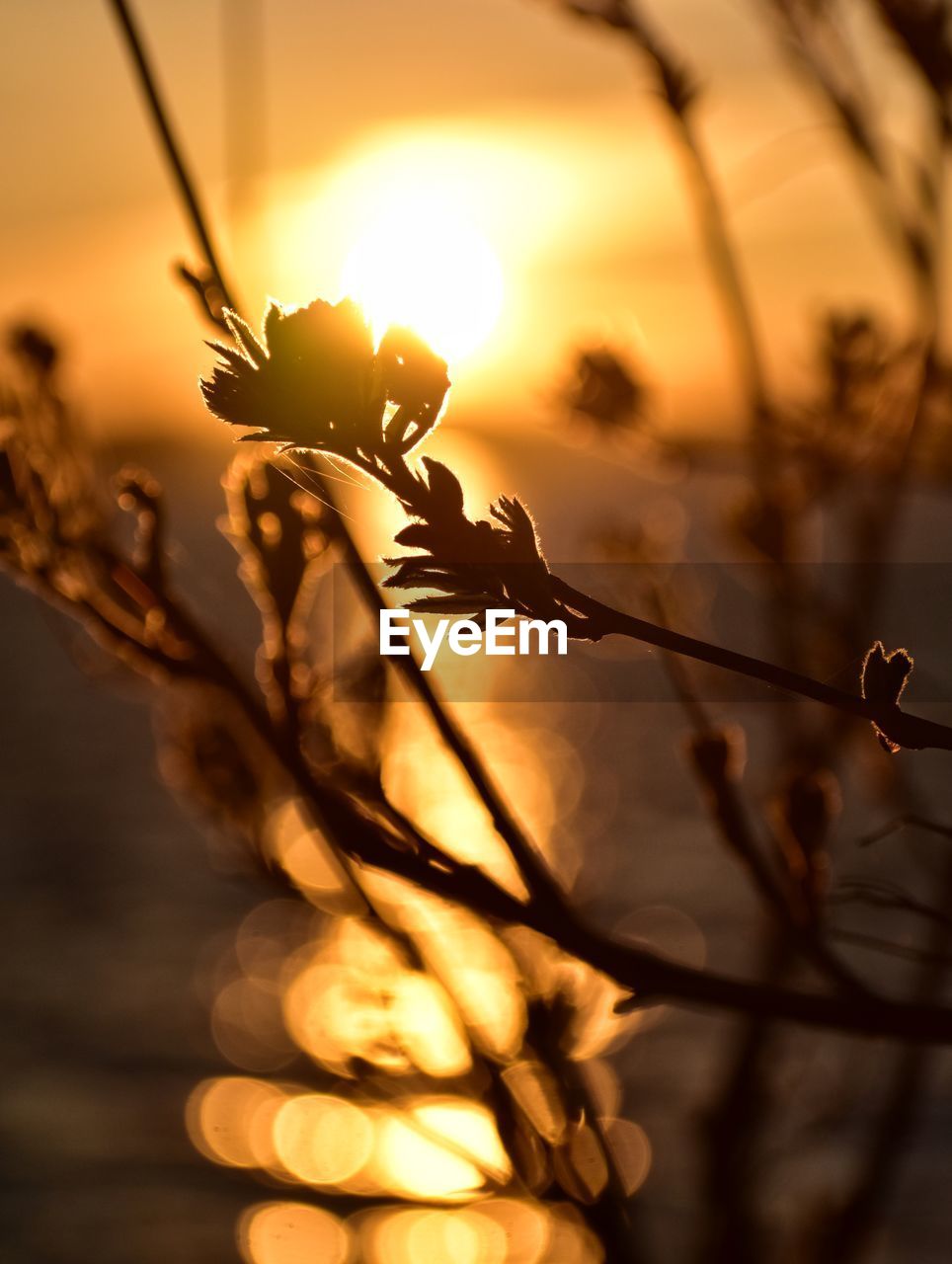 CLOSE-UP OF SILHOUETTE PLANTS AGAINST SUNSET SKY