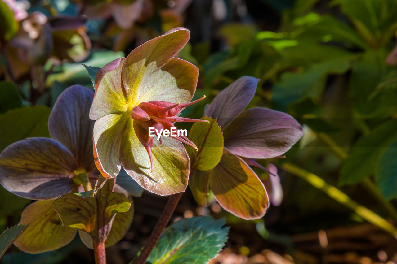 CLOSE-UP OF PINK FLOWERING PLANT