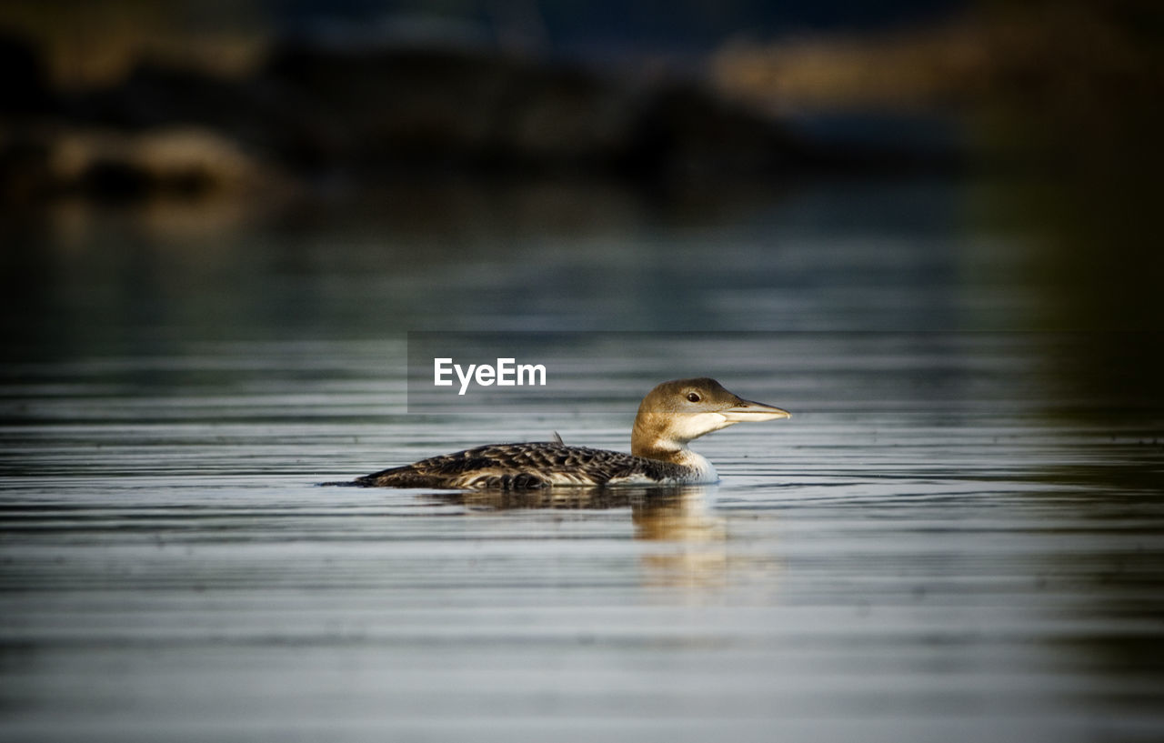 Close-up of common loon swimming in lake