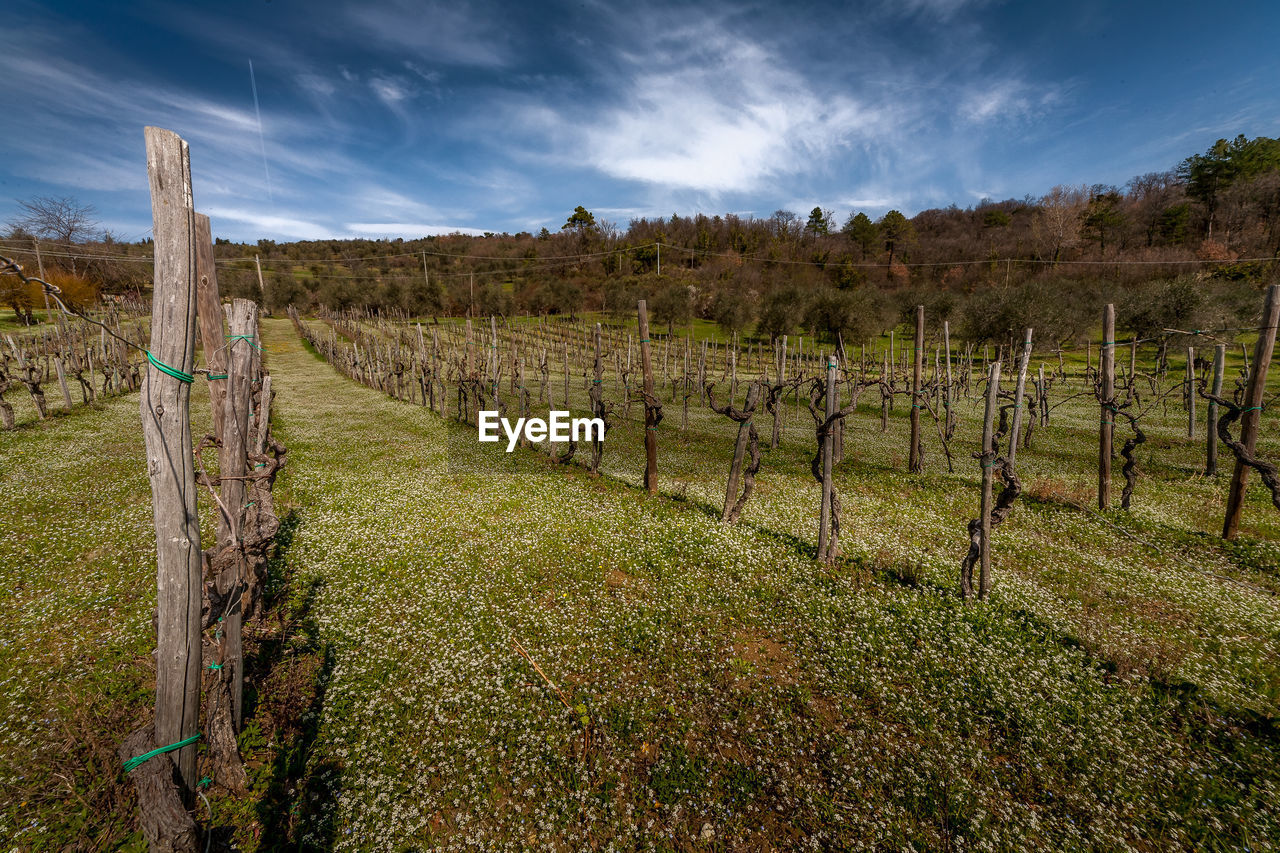 Vine field in tuscany, tipically a chianti quaity