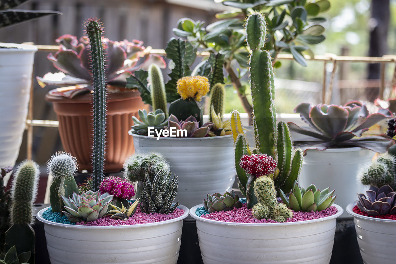 Close-up of potted plants