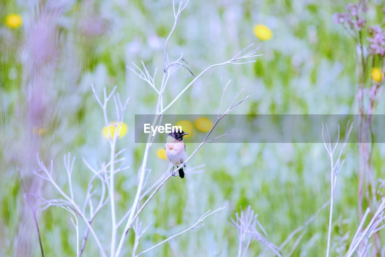 BIRD PERCHING ON A PLANT