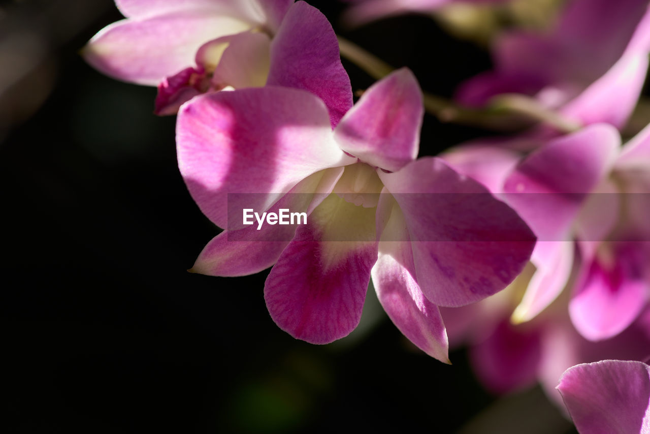 flower, flowering plant, plant, beauty in nature, pink, freshness, petal, close-up, flower head, inflorescence, fragility, orchid, nature, macro photography, no people, growth, magenta, blossom, springtime, focus on foreground, purple, outdoors, selective focus, lilac, botany