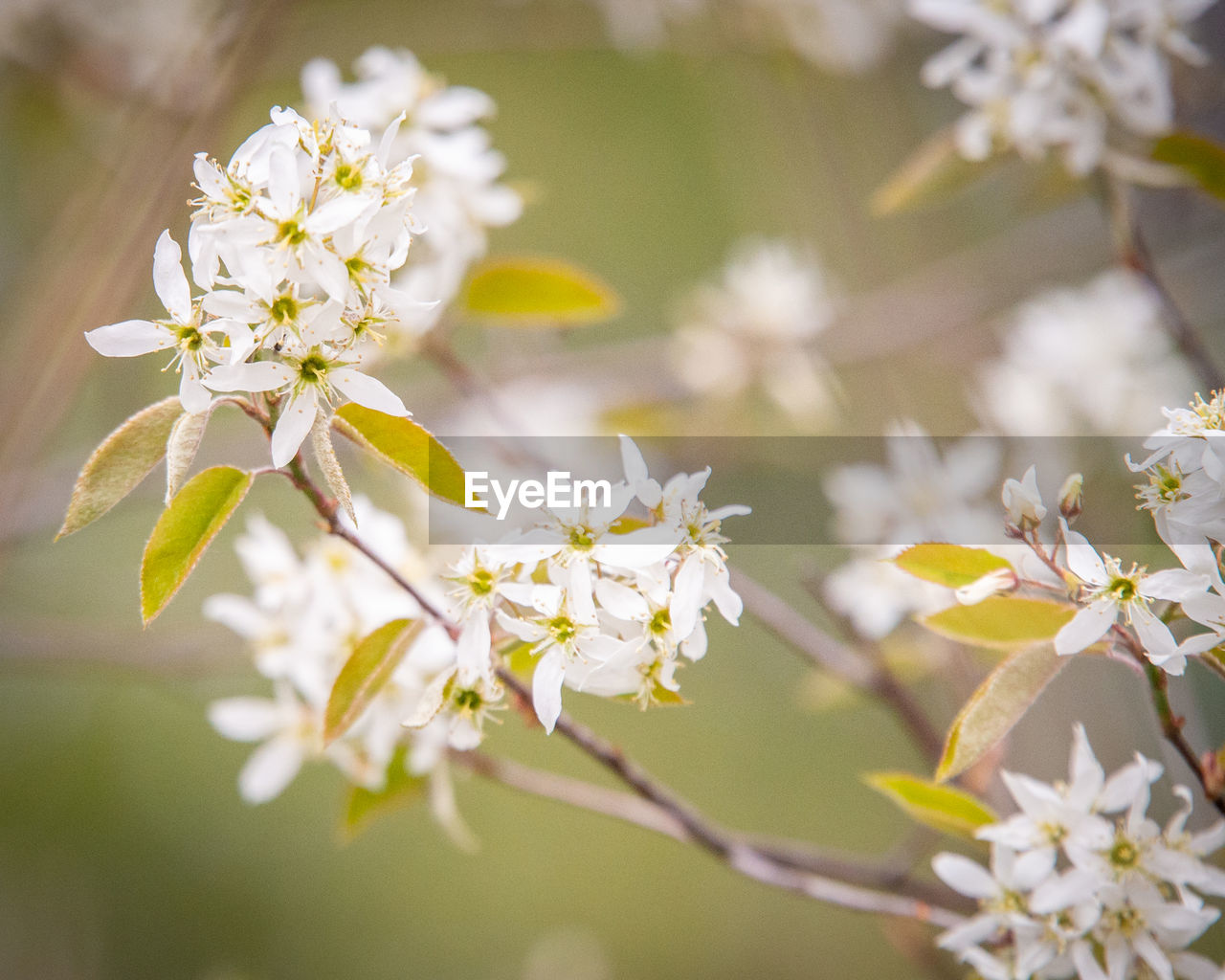 CLOSE-UP OF WHITE CHERRY BLOSSOMS ON TREE