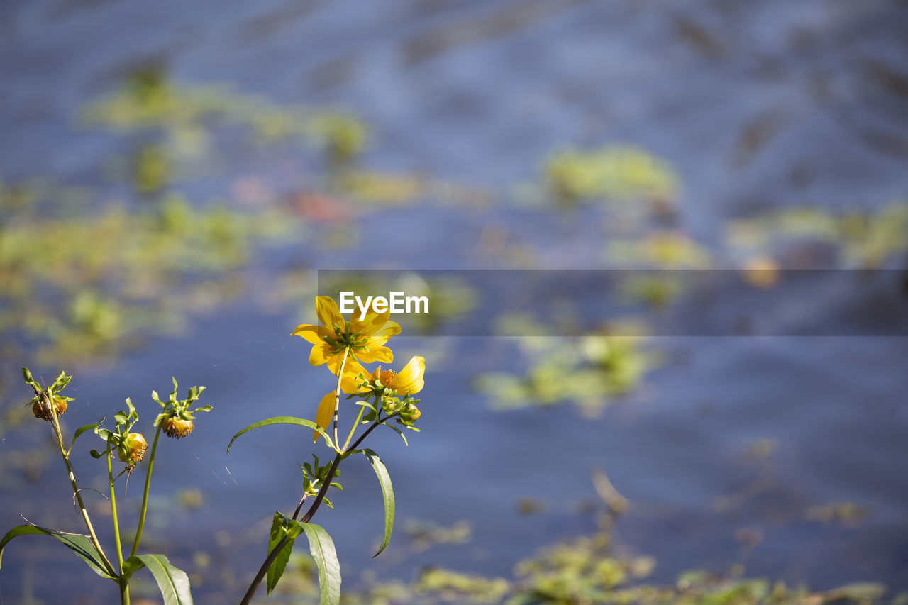 Sunflowers in a swamp