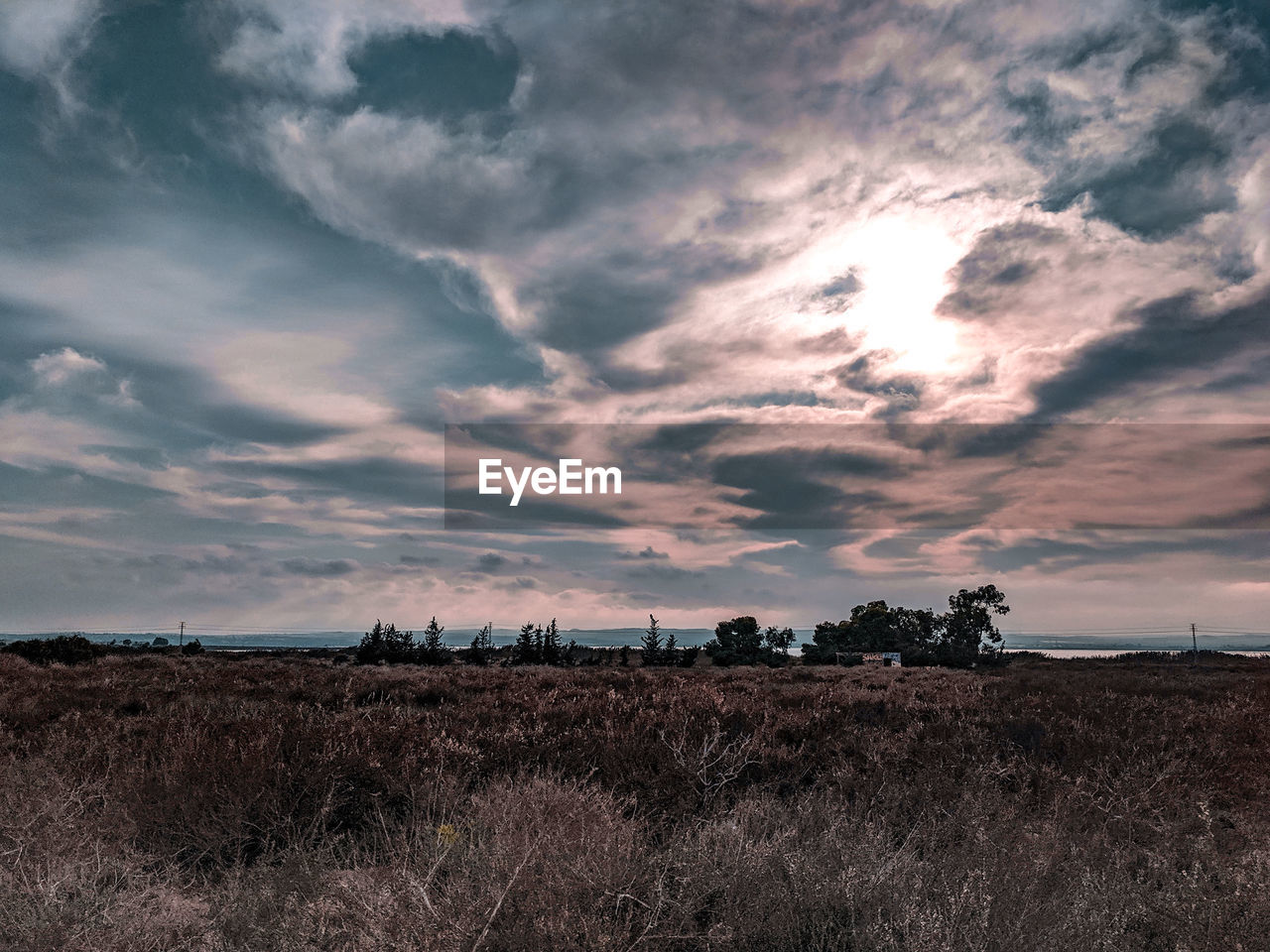 Scenic view of shrub against sky during sunset